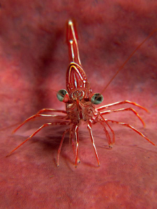 Hingeback Shrimp, Tulamben by Doug Anderson 